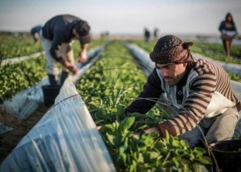 Khan Younis: Gaza’s Breadbasket Turns into Wasteland