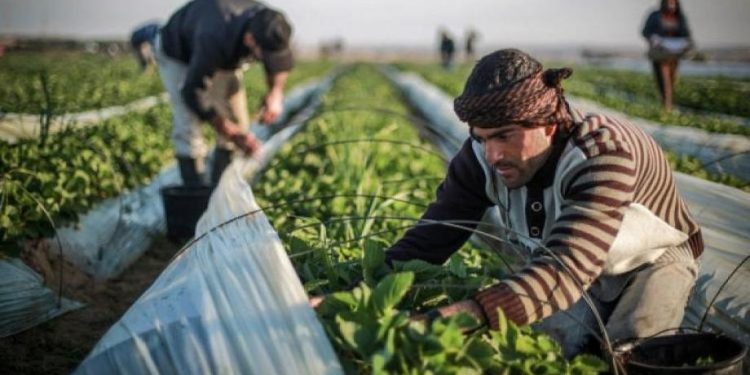Khan Younis: Gaza’s Breadbasket Turns into Wasteland
