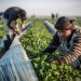 Khan Younis: Gaza’s Breadbasket Turns into Wasteland