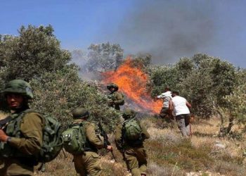 Israeli Settlers Torch Hundreds of Olive Trees Near Nablus