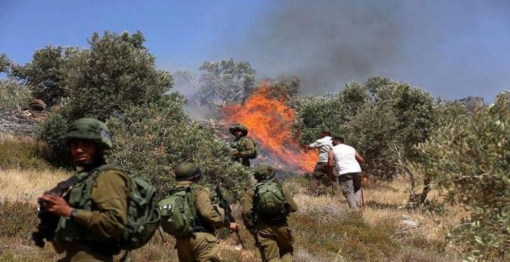 Israeli Settlers Torch Hundreds of Olive Trees Near Nablus