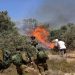 Israeli Settlers Torch Hundreds of Olive Trees Near Nablus