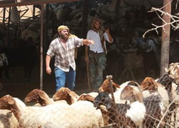 Israeli Settlers Slaughter 117 Sheep in Northern Jordan Valley Attack