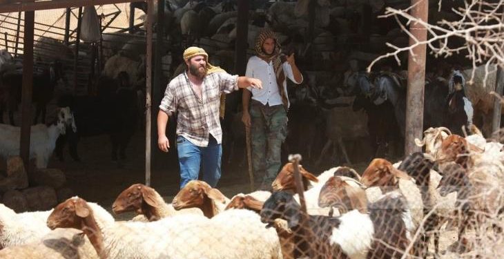 Israeli Settlers Slaughter 117 Sheep in Northern Jordan Valley Attack