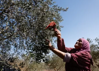UN: October 2025 ‘On Track To Be Most Violent Month’ by Settlers Since 2013 
