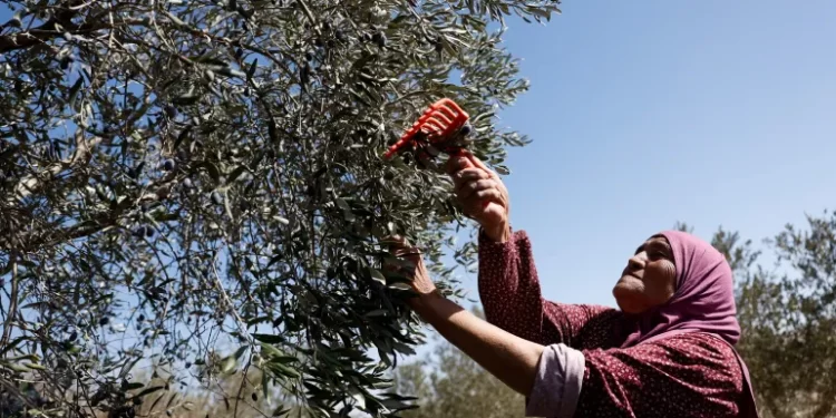 UN: October 2025 ‘On Track To Be Most Violent Month’ by Settlers Since 2013 
