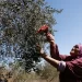 UN: October 2025 ‘On Track To Be Most Violent Month’ by Settlers Since 2013 