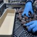 Israeli Dates Sold in Europe Under Misleading Labels