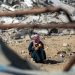 Farming Near Gaza’s ‘Yellow Line’ Means Facing Death