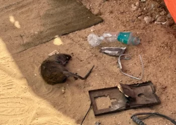 Living with Rats Haunts Gaza’s Families Under Ongoing Assault