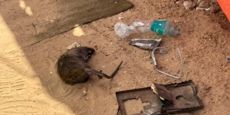 Living with Rats Haunts Gaza’s Families Under Ongoing Assault