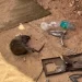 Living with Rats Haunts Gaza’s Families Under Ongoing Assault
