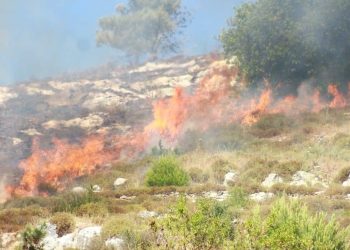 Settlers Burn Crops, Damage Farmland in Nablus, Ramallah