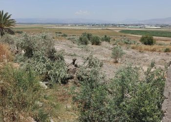 Israeli Forces Uproot Hundreds of Olive Trees in West Bank Near Jenin