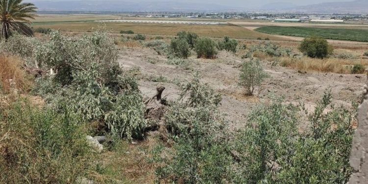 Israeli Forces Uproot Hundreds of Olive Trees in West Bank Near Jenin