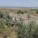 Israeli Forces Uproot Hundreds of Olive Trees in West Bank Near Jenin