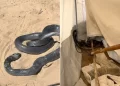 Snake Slithers Into Displacement Tent in Gaza, Highlighting Harsh Living Conditions for Displaced Palestinians