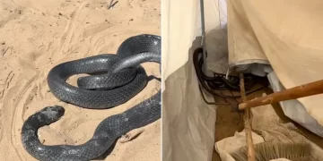 Snake Slithers Into Displacement Tent in Gaza, Highlighting Harsh Living Conditions for Displaced Palestinians