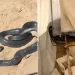 Snake Slithers Into Displacement Tent in Gaza, Highlighting Harsh Living Conditions for Displaced Palestinians