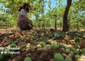 Israeli Settlers Destroy 4 Tons of Grapes in Al-Khalil